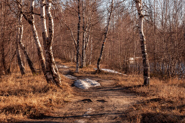 Birch trees without leaves in early spring. Snow on the ground. March