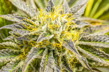 Close up cannabis plant