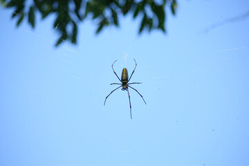 Naklejka premium Macro close up detail of Nephilinae spider web, colorful vivid of white yellow orange red grey and black color with nature background. Spider sitting on web
