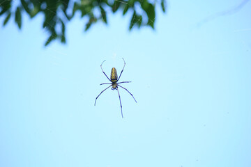 Naklejka premium Macro close up detail of Nephilinae spider web, colorful vivid of white yellow orange red grey and black color with nature background. Spider sitting on web