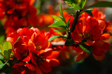 Japanese quince blooms in the garden. Beautiful quince flowers, red flowers, bush.