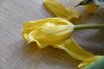 Fototapeta na wymiar Gelbe Tulpen verwelken