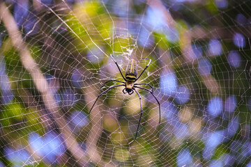 Naklejka premium Macro close up detail of Nephilinae spider web, colorful vivid of white yellow orange red grey and black color with nature background. Spider sitting on web