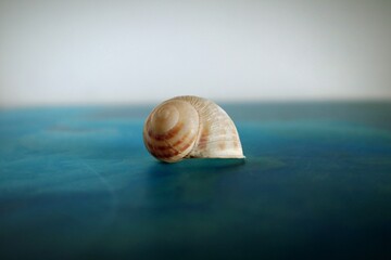sea shell on the blue background