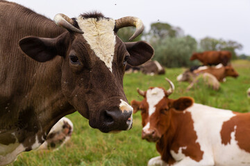 Rural cows graze on a green meadow. Rural life. Animals. agricultural country