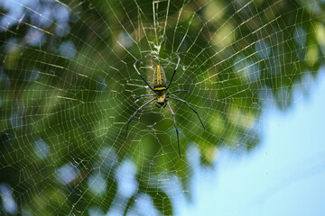Naklejka premium Macro close up detail of Nephilinae spider web, colorful vivid of white yellow orange red grey and black color with nature background. Spider sitting on web