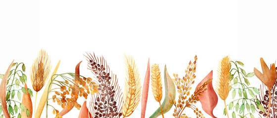 Watercolor hand painted nature grain fields plants set line with yellow, green and  wheat, oats, barley, millet grain cereals composition on the white background with the space for text