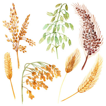 Watercolor hand painted nature field plants set with yellow, green and  wheat, oats, barley, millet grain cereals collection isolated on the white background