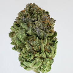 Isolated photo of Cannabis 