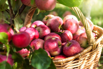 Harvest of the pink apples in early morning in the garden, apples in the basket, apples on the dewy grass, agriculture and food concept
