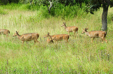 Naklejka na ściany i meble Mixed Group of Roe Deer in grassland environment