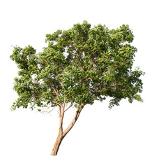 tree isolated on white background
