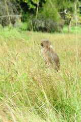 Naklejka na ściany i meble Rhesus Macaque Monkeys in forest