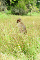 Naklejka premium Rhesus Macaque Monkeys in forest