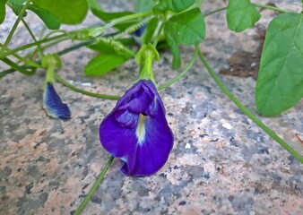 Clitoria ternatea, also referred to as the butterfly-pea, blue-pea, aprajita, Cordofan pea or Asian pigeonwings