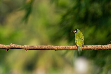 Coppersmith barbet