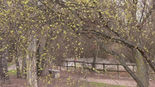 Most species are known as willow. Willows are dioecious, with the staminate (male) and the pistillate (female) flowers.