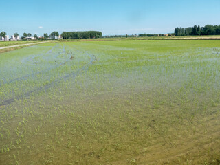 Green rice field in Lombardy, Italy