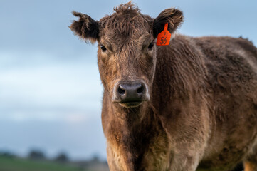 cows grazing on pasture.