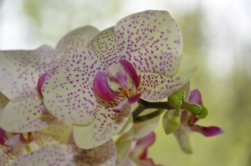 Obraz na płótnie Canvas Phalaenopsis - Blüte einer Orchidee mit rosa Punkten in gelb / close-up