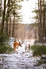 Obraz na płótnie Canvas Puppy borzoi walks outdoor at winter day