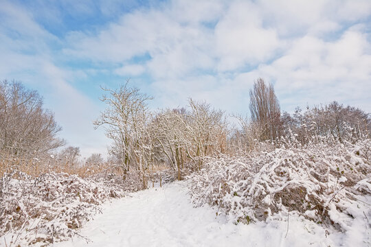 Snow covered winter landscape in Bourgoyen nature reserve. Ghent, Flanders, Belgium