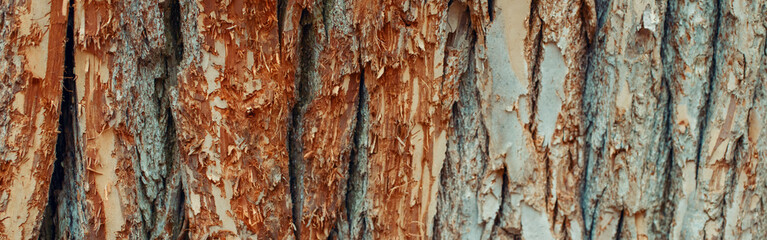 Natural wooden texture background. Closeup macro of old aged tree bark. Abstract oak tree nature backdrop. Pattern surface with cracks, holes, curvy shape lines. Banner header for a website.