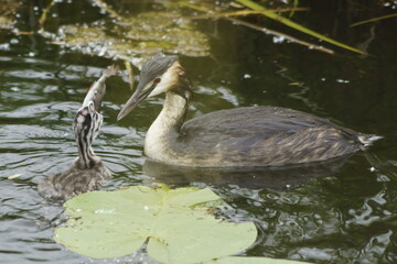 duck in the water