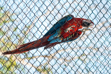 A blue and red macaw locked inside a cage