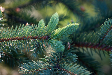 Young sprouts on blue needles in the summer