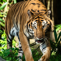 Fototapeta premium The tiger came to me. His eyes look very scary.