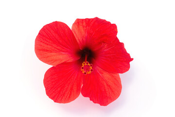 Bright red hibiscus on a white isolated background