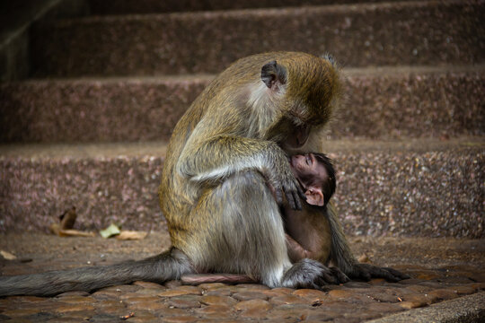 Mono amamantando a su hijo cerca de la Cueva del Tigre