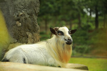 Obraz premium Goat breeding farm. Portrait of white and black goat.White domestick goat