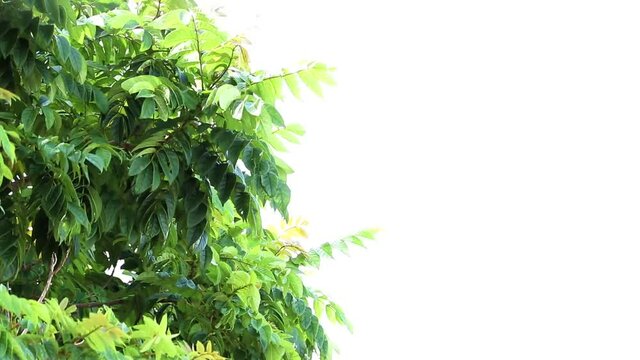Copa de uma &aacute;rvore com c&eacute;u branco