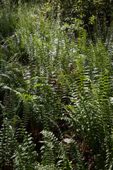 Green fern in the sunshine