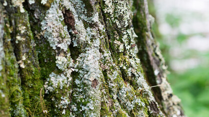 moss on tree