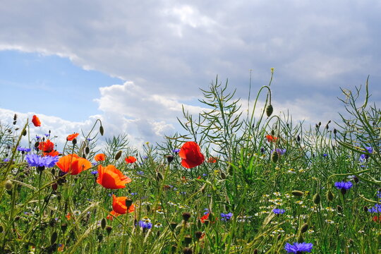 Monblumen im Rapsfeld