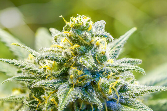 Close up shot of cannabis plant