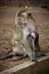 Obraz premium Mono amamantando a su hijo cerca de la Cueva del Tigre