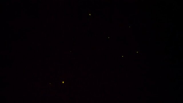 Light of fireflies flying on a summer night in Japan