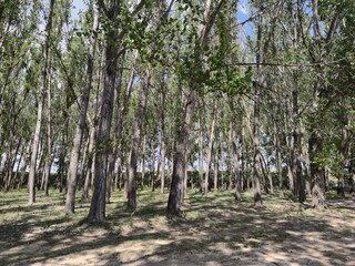 Poplar grove with green leaves. Blue sky. Shadows on the ground.