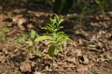 Santalum Album Sandalwood Chandan New Young Plant Seedling Growing from Soil Selectively focused  Blurred Background