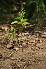 Santalum Album Sandalwood Chandan New Young Plant Seedling Growing from Soil Selectively focused  Blurred Background