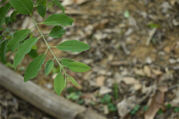 Santalum Album Green Leaves of Sandalwood Plant Selectively focused in the forest with blurred background