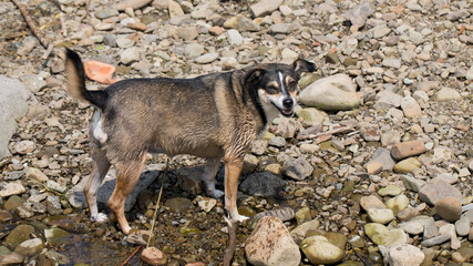 Pies stojący na kamienistym brzegu rzeki.