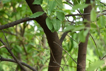 Santalum album stems branches twigs dark brown colour with green leaves with selectively focused blurred background