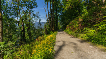 Fototapeta na wymiar wild flowers bordering hiking trail at Burnaby Mountain