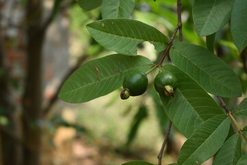 Green unripe guava fruit hanging on plant with green leaves blurred background