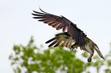 Osprey - It is a large raptor, reaching more than 60 cm in length and 180 cm across the wings. 